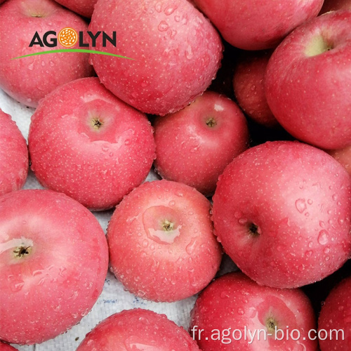 Nouvelle récolte Qinguan Fuji Fruits de pomme frais